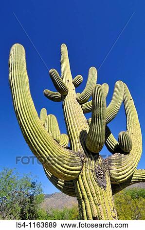 Saguaro Cactus Saguaro National Park Tucson Arizona View Large Photo Image Stock Photo - Saguaro Cactus Saguaro National Park Tucson Arizona. Fotosearch
