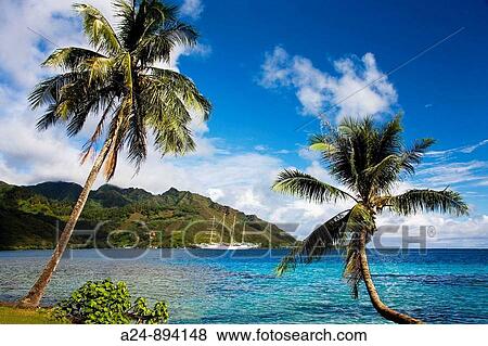 Sailing ship, Opunohu bay, Moorea, Society Islands, French Polynesia (May, 2009) View Large Photo Image Stock Photo - Sailing ship, Opunohu bay, Moorea, Society Islands, French Polynesia (May, 2009). Fotosearch