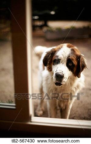 Saint Bernard dog View Large Photo Image Stock Image - Saint Bernard dog. Fotosearch