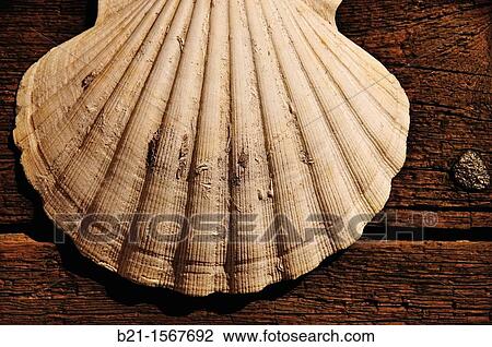 Saint James shell on the church door at Moutan, Way of St James -Vezelay route-, Gers, Midi-Pyrenees, France View Large Photo Image Stock Image - Saint James shell on the church door at Moutan, Way of St James -Vezelay route-, Gers, Midi-Pyrenees, France. Fotosearch