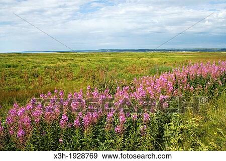 Stock Photo - Saint-Lawrence River bank, Cote-Nord region, Quebec province, Canada, North America. Fotosearch
