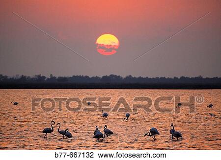Saintes-Maries-de-la-Mer, flamingos at sunset. Camargue. Bouches-du-Rhone. Provence-Alpes-C? te dAzur. France. View Large Photo Image Stock Image - Saintes-Maries-de-la-Mer, flamingos at sunset. Camargue. Bouches-du-Rhone. Provence-Alpes-C? te dAzur. France.. Fotosearch
