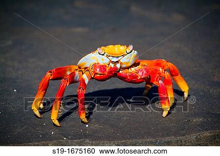 Sally Lightfoot Crab, Galapagos Islands. View Large Photo Image Stock Image - Sally Lightfoot Crab, Galapagos Islands.. Fotosearch