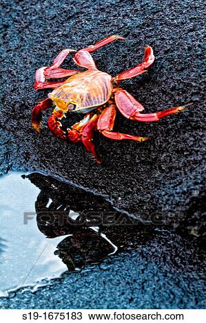 Sally Lightfoot Crab, Galapagos Islands. View Large Photo Image Stock Image - Sally Lightfoot Crab, Galapagos Islands.. Fotosearch