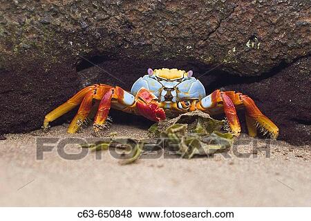 Sally lightfoot crab (Grapsus grapsus) in the litoral of the Galapagos Island Archipelago, Ecuador. View Large Photo Image Stock Photo - Sally lightfoot crab (Grapsus grapsus) in the litoral of the Galapagos Island Archipelago, Ecuador.. Fotosearch