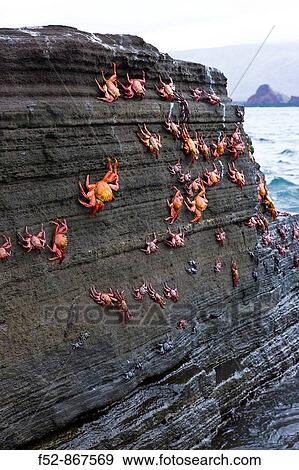 Sally Lightfoot Crab (Grapsus grapsus), Santiago Island, Galapagos Islands, Ecuador View Large Photo Image Stock Photo - Sally Lightfoot Crab (Grapsus grapsus), Santiago Island, Galapagos Islands, Ecuador. Fotosearch