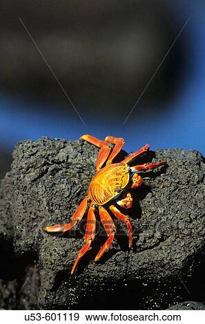 Sally Lightfoot Crab, Grapsus grapsus View Large Photo Image Stock Photo - Sally Lightfoot Crab, Grapsus grapsus. Fotosearch