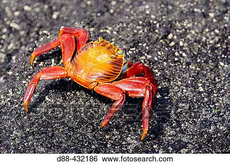 Sally Lightfoot Crab (Grapsus grapsus). Fernandina island, Galapagos Islands. Ecuador View Large Photo Image Stock Photograph - Sally Lightfoot Crab (Grapsus grapsus). Fernandina island, Galapagos Islands. Ecuador. Fotosearch
