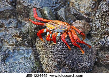 Sally Lightfoot Crab Grapsus grapsus Galapagos islands. View Large Photo Image Stock Photography - Sally Lightfoot Crab Grapsus grapsus Galapagos islands.. Fotosearch