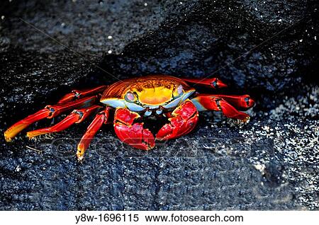 Sally Lightfoot Crab in Galapagos Islands View Large Photo Image Stock Photography - Sally Lightfoot Crab in Galapagos Islands. Fotosearch