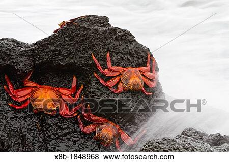 Stock Photo - Sally lightfoot crabs Grapsus grapsus in the littoral of Fernandina Island in the Galapagos Island Archipelago, Ecuador. Fotosearch