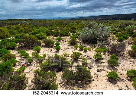 Salmanslaagte Bushman Rock Art Trail, Clanwilliam, Cederberg Mountains, Western Cape province, South Africa, Africa. View Large Photo Image Picture - Salmanslaagte Bushman Rock Art Trail, Clanwilliam, Cederberg Mountains, Western Cape province, South Africa, Africa.. Fotosearch