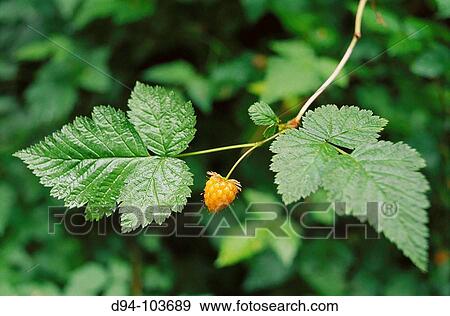 Stock Photo - Salmonberry (Rubus spectabilis) in Hoh rainforest. Olympic National Park, Washington, USA. Fotosearch