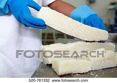 Stock Image - Salt cod loins, refrigerated and frozen salt cod distribution. Fotosearch