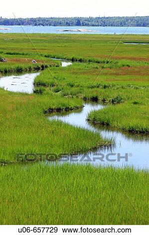 Stock Photo - Salt marsh.. Fotosearch