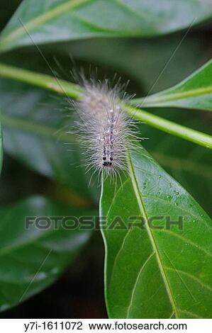Stock Image - Salt Mash Caterpillar. Fotosearch