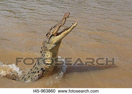 Saltwater Crocodile (Crocodylus porosus). Kakadu National Park, Northern Territory, Australia View Large Photo Image Stock Image - Saltwater Crocodile (Crocodylus porosus). Kakadu National Park, Northern Territory, Australia. Fotosearch