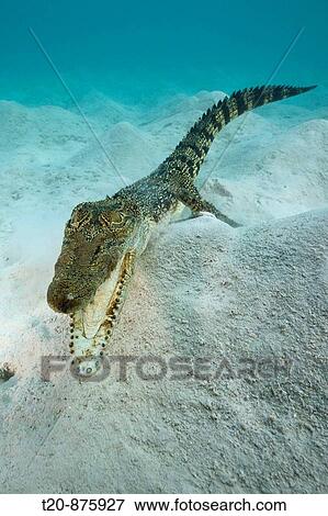 Saltwater Crocodile, Crocodylus porosus, Micronesia, Palau View Large Photo Image Stock Photo - Saltwater Crocodile, Crocodylus porosus, Micronesia, Palau. Fotosearch