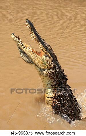 Saltwater Crocodile (Crocodylus porosus). Kakadu National Park, Northern Territory, Australia View Large Photo Image Stock Photography - Saltwater Crocodile (Crocodylus porosus). Kakadu National Park, Northern Territory, Australia. Fotosearch