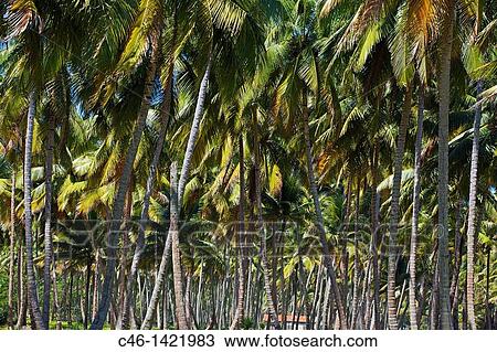 Samana Peninsula, Dominican Republic, West Indies, Caribbean View Large Photo Image Stock Image - Samana Peninsula, Dominican Republic, West Indies, Caribbean. Fotosearch