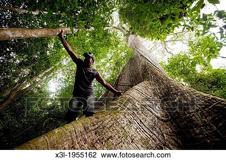 Samauma tree, Croa, Brazil, Amazonas View Large Photo Image Stock Image - Samauma tree, Croa, Brazil, Amazonas. Fotosearch