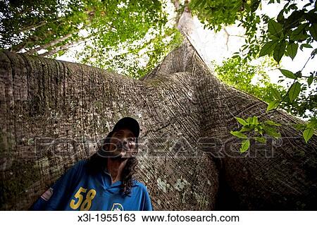 Samauma tree, Croa, Brazil, Amazonas View Large Photo Image Stock Image - Samauma tree, Croa, Brazil, Amazonas. Fotosearch