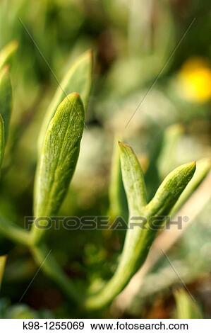 Stock Photo - Samphire, Crithmum maritimum, Playas de Comte Comte beaches Sant Antoni de Portmany Ibiza Spain Illes Balears. Fotosearch