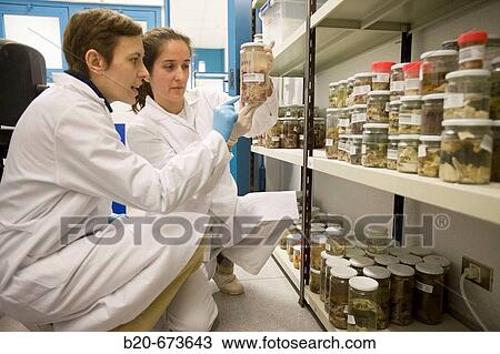 Stock Image - Samples preserved in formol, Laboratory of Pathological anatomy, Departamento de Producci? n y Sanidad Animal, Neiker Tecnalia, Instituto de Investigaci? n y Desarrollo Agrario, Ganadero, Forestal y del Medio Natural, Derio, Bizkaia, Euskadi, Spain. Fotosearch