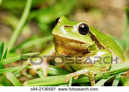 San Antonio treefrog (Hyla arborea) in a ponds of Zaluzi near Cesky Krumlov, Bohemia, Czech Republic. View Large Photo Image Stock Photo - San Antonio treefrog (Hyla arborea) in a ponds of Zaluzi near Cesky Krumlov, Bohemia, Czech Republic.. Fotosearch