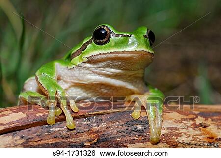 San Antonio treefrog "Hyla molleri" in Valdemanco, Madrid, Spain View Large Photo Image Stock Photograph - San Antonio treefrog "Hyla molleri" in Valdemanco, Madrid, Spain. Fotosearch