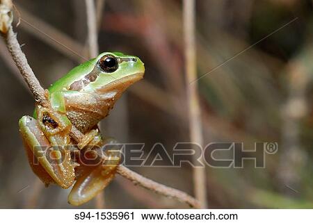 San Antonio treefrog "Hyla molleri" on branch in Valdemanco, Madrid, Spain View Large Photo Image Stock Image - San Antonio treefrog "Hyla molleri" on branch in Valdemanco, Madrid, Spain. Fotosearch