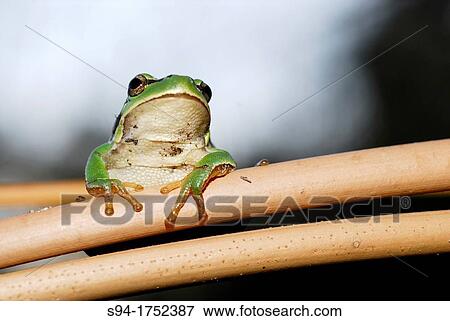 Stock Photo - San Antonio treefrog "Hyla molleri" on branches of Cantalejo, Segovia, Spain. Fotosearch