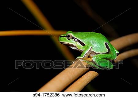 San Antonio treefrog "Hyla molleri" on branches of Cantalejo, Segovia, Spain View Large Photo Image Stock Photograph - San Antonio treefrog "Hyla molleri" on branches of Cantalejo, Segovia, Spain. Fotosearch