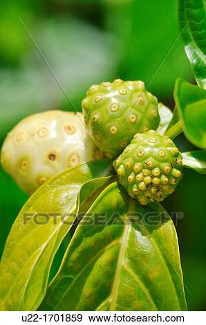 Stock Photo - San BlBs Panama: Noni fruit Morinda citrifolia, commonly known as great morinda, Indian mulberry, nunaakai Tamil Nadu, India, dog dumpling Barbados, mengkudu Indonesia and Malaysia, apatot Philippines, Kumudu Bali, pace Java, beach mulberr. Fotosearch