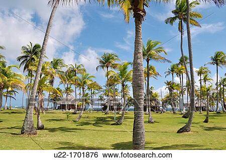 San BlBs Panama: palm trees of Yandup Lodge, on a little island of Kuna Yala View Large Photo Image Stock Photograph - San BlBs Panama: palm trees of Yandup Lodge, on a little island of Kuna Yala. Fotosearch
