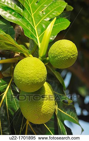 San BlBs Panama: tropical fruit in Playon Chico, village of Kuna Yala View Large Photo Image Stock Photography - San BlBs Panama: tropical fruit in Playon Chico, village of Kuna Yala. Fotosearch