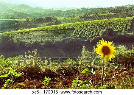 Stock Photography - San Gimignano landscape, Siena, Tuscany, Italy. Fotosearch