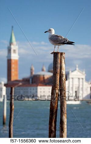 San Giorgio Island in Venice, Italy View Large Photo Image Stock Image - San Giorgio Island in Venice, Italy. Fotosearch