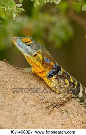 San Lucan Rock Lizard (Petrosaurus thalassinus). Native to cape region of Baja California. Rock dweller, excellent climber, eats leaves, blossoms, berries and insects. View Large Photo Image Stock Photo - San Lucan Rock Lizard (Petrosaurus thalassinus). Native to cape region of Baja California. Rock dweller, excellent climber, eats leaves, blossoms, berries and insects.. Fotosearch