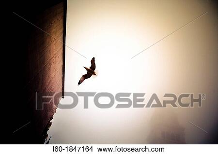 Picture - San Marcos, Venice, Veneto, Italy. Fotosearch