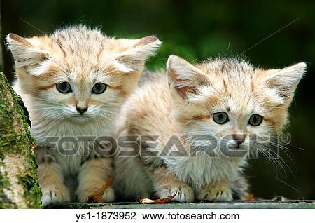 Sand Cat, felis margarita, Cub standing on Branch View Large Photo Image Stock Image - Sand Cat, felis margarita, Cub standing on Branch. Fotosearch