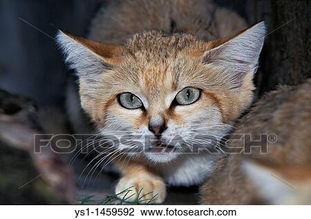 SAND CAT felis margarita, PORTRAIT OF ADULT View Large Photo Image Stock Image - SAND CAT felis margarita, PORTRAIT OF ADULT. Fotosearch