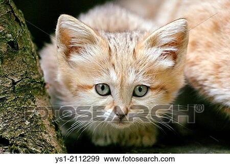 Sand Cat, felis margarita, Young standing on Branch. View Large Photo Image Stock Photo - Sand Cat, felis margarita, Young standing on Branch.. Fotosearch