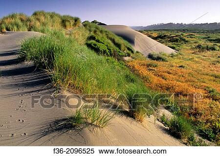 Stock Photography - Sand Dunes and coastal grasses at Mad River Beach, Arcata, Humboldt County, CALIFORNIA.. Fotosearch