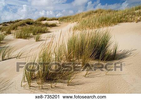 Sand dunes, Doana National Park. Huelva province, Andalucia, Spain View Large Photo Image Stock Image - Sand dunes, Doana National Park. Huelva province, Andalucia, Spain. Fotosearch