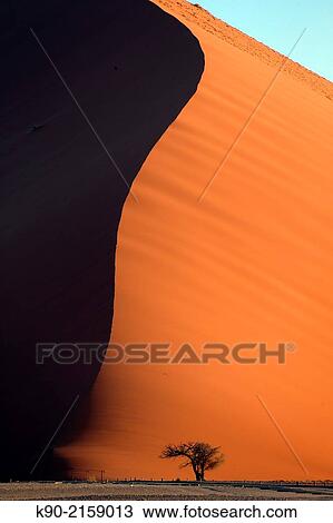Sand dunes in the sun with tree and shadow, Sossusvlei, Namib-Naukluft Park, Namibia, Africa. View Large Photo Image Stock Image - Sand dunes in the sun with tree and shadow, Sossusvlei, Namib-Naukluft Park, Namibia, Africa.. Fotosearch