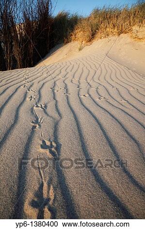 sand dunes with bird tracks, Heligoland, Germany View Large Photo Image Stock Image - sand dunes with bird tracks, Heligoland, Germany. Fotosearch