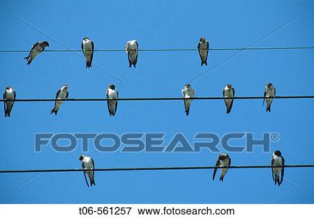 Sand martins gathered on telephones wires (Riparia riparia), France View Large Photo Image Stock Photo - Sand martins gathered on telephones wires (Riparia riparia), France. Fotosearch