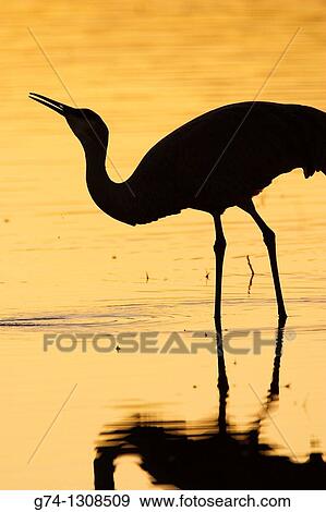 Sandhill Crane at Sunset Rocky Mountains USA. View Large Photo Image Stock Photo - Sandhill Crane at Sunset Rocky Mountains USA.. Fotosearch