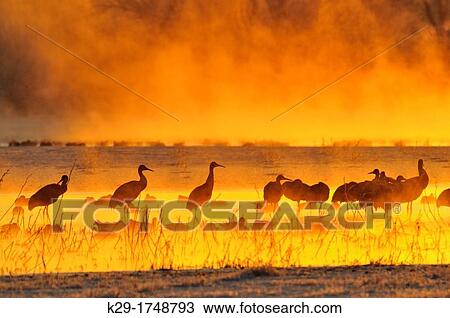 Stock Image - Sandhill crane Grus canadensis Flock roosting in safety of pond at dawn Bosque del Apache NWR, New Mexico, USA. Fotosearch
